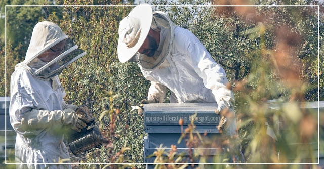 Creando una colmena de abejas